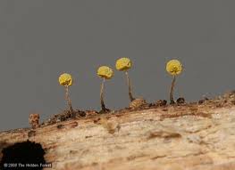 Attēlu rezultāti vaicājumam “Physarum murinum spores”