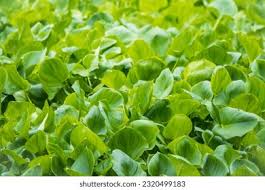 Attēlu rezultāti vaicājumam “Calla palustris leaf”