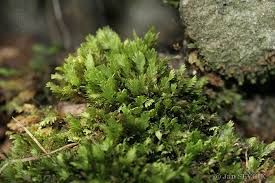 Attēlu rezultāti vaicājumam “Fissidens taxifolius”