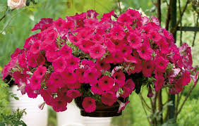 Image result for Petunie