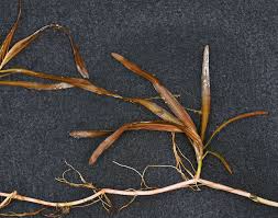 Attēlu rezultāti vaicājumam “Potamogeton rutilus”