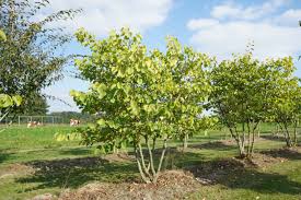 Attēlu rezultāti vaicājumam “Cercis siliquastrum”