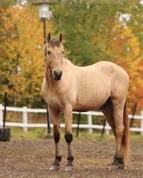 Afbeeldingsresultaat voor paarden