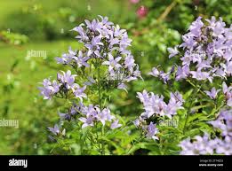 Image result for Campanula moesiaca