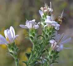 Attēlu rezultāti vaicājumam “Symphyotrichum x salignum flower”