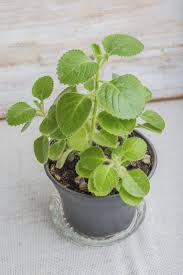 Image result for Oregano