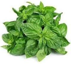 Attēlu rezultāti vaicājumam “Ocimum basilicum leaf”