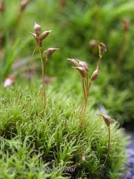 Attēlu rezultāti vaicājumam “Cynodontium strumiferum”