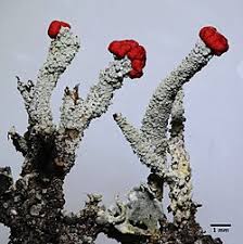 Attēlu rezultāti vaicājumam “Cladonia floerkeana”