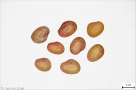 Attēlu rezultāti vaicājumam “Trifolium medium bud”