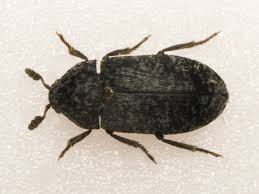 Attēlu rezultāti vaicājumam “Dermestes murinus”