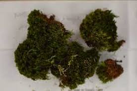 Attēlu rezultāti vaicājumam “Dicranum flagellare”