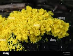 Attēlu rezultāti vaicājumam “Physaraceae”