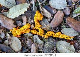 Attēlu rezultāti vaicājumam “Leocarpus fragilis macro”