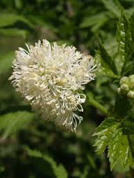 Image result for Christophskraut