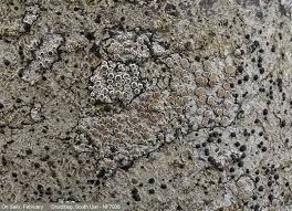 Attēlu rezultāti vaicājumam “Lecanora argentata”