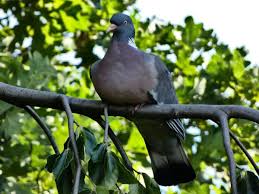 Attēlu rezultāti vaicājumam “Columba palumbus”