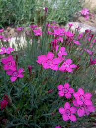 Image result for Dianthus