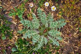 Attēlu rezultāti vaicājumam “Cirsium acaule fruit”