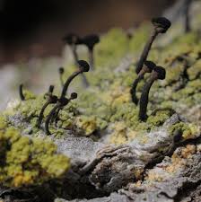 Attēlu rezultāti vaicājumam “Calicium adspersum”