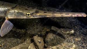 Image result for Lepisosteus osseus