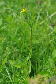 Attēlu rezultāti vaicājumam “Erysimum cheiranthoides”