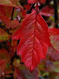 Attēlu rezultāti vaicājumam “Crataegus chlorosarca”