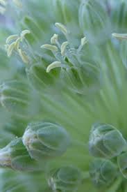 Attēlu rezultāti vaicājumam “Allium oleraceum bud”