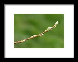 Attēlu rezultāti vaicājumam “Salix caprea bud”