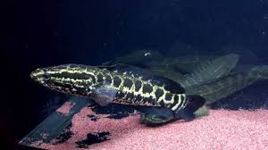 Image result for Channa argus