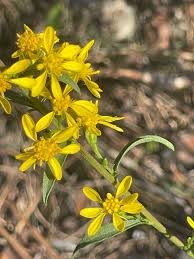Attēlu rezultāti vaicājumam “Solidago virgaurea”