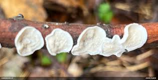 Attēlu rezultāti vaicājumam “Plicatura nivea”