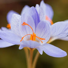 Attēlu rezultāti vaicājumam “Crocus speciosus flower”