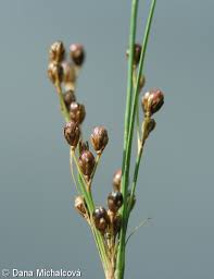 Attēlu rezultāti vaicājumam “Juncus gerardii bud”