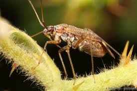 Attēlu rezultāti vaicājumam “Closterotomus biclavatus imago”