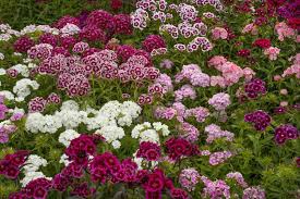 Image result for Dianthus