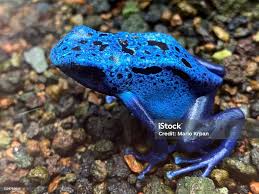 Image result for blauer baumsteiger