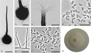 Attēlu rezultāti vaicājumam “Ophiostoma polyporicola”