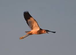 Image result for Vanellus leucurus