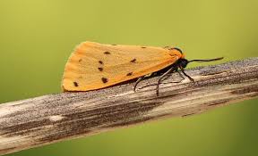 Attēlu rezultāti vaicājumam “Setina irrorella”