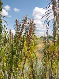 Attēlu rezultāti vaicājumam “Leonurus quinquelobatus”