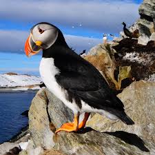 Image result for Fratercula arctica