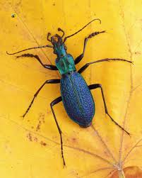 Attēlu rezultāti vaicājumam “Cribraria costata macro”