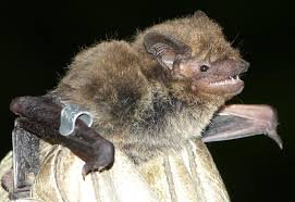 Attēlu rezultāti vaicājumam “Pipistrellus nathusii”