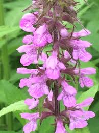 Attēlu rezultāti vaicājumam “Stachys palustris flower”