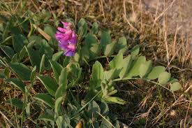 Attēlu rezultāti vaicājumam “Lathyrus japonicus subsp. maritimus flower”