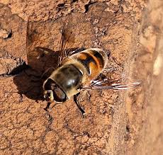 Image result for selvatici tehron