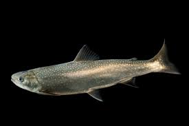Image result for Salvelinus malma