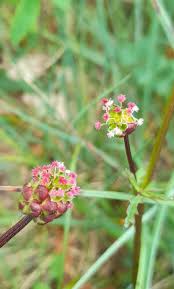 Image result for Sanguisorba minor