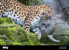 Image result for Essex Leopards